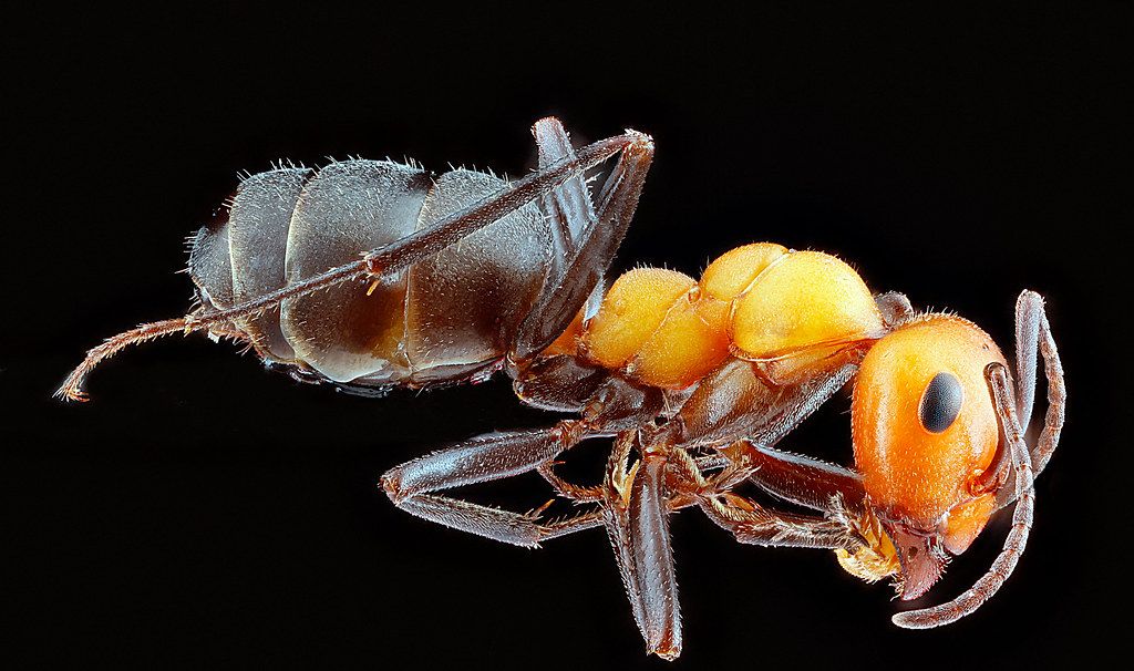 Ant Control service in League City, TX