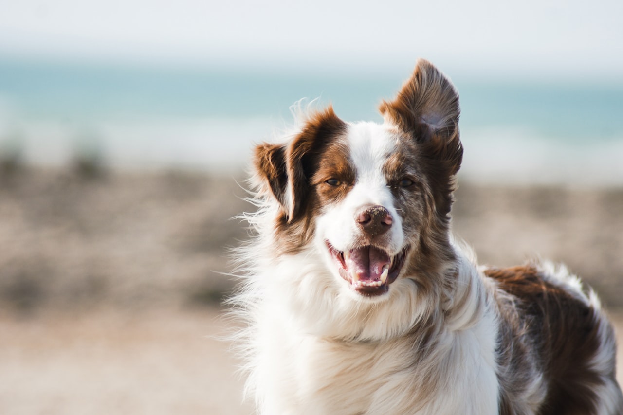 Flea & Tick Control service in League City, TX