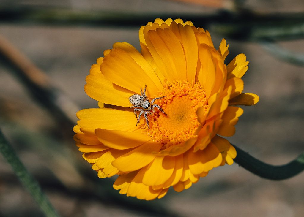 Spider Control service in League City, TX